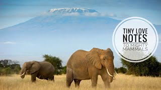 Tiny love notes to mighty mammals | Wildlife | African elephant | Indian elephant