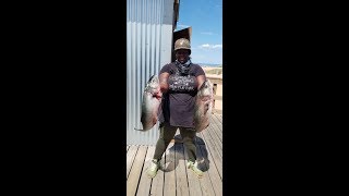 Gator Bluefish Mayhem-Part 1