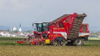 Řepná kampaň 2015 - Holmer Terra Felis 2 & Grimme Maxtron 620 Sugar Beet Harvest Zuckerrüben roden