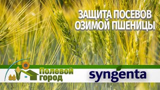 Защита озимой пшеницы. Полевой город - Syngenta.