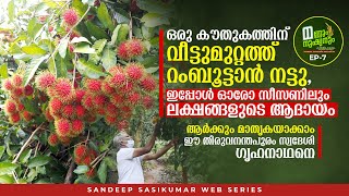 കൗതുകത്തിന്‌ റംബൂട്ടാൻ നട്ടു, ഇപ്പോൾ ഓരോ സീസണിലും ലക്ഷങ്ങളുടെ ആദായം, Kerala Rambutan Farming