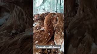 Vaksin cacar ayam #shorts  #vaksinasi #fyp #viral #trending #ayam