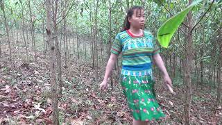 Primitive Life - Farm Life, Finding Food in the rainforest meet forest people - free bushcraft