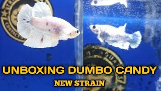 NEW STRAIN DUMBO CANDY BETTA PAIR | UNBOXING | TAMIL | TRICHY AQUATICS