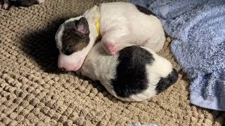 First Barks!  Wire Fox Terrier Pups - 1.5 Week Old