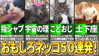 【おもしろ猫50連発！】指ちゅぱ中毒の猫に7日ぶりの指を与えた結果→反応がおもしろすぎるwwww【2ch動物スレ】