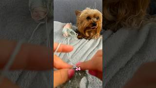 If I don’t answer I was taking a video #chrochet #yorkiesofyoutube #doglover #funny