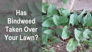 How To Control Bindweed in a Lawn Without Chemicals! Learn How Improper Watering Promotes Bindweed