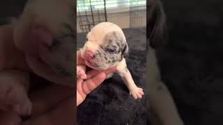 Unique Merle Pocket American Bully Puppy For Sale - One of a kind Designer Pocket Bully