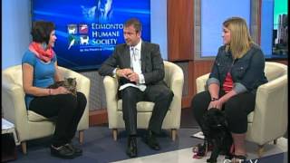 Edmonton Humane Society Pets of the Week (Sept. 6, 2012) CTV Edmonton