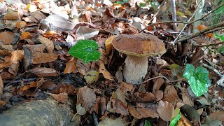 Porcini. Spettacolo dai Nebrodi. Domenica 6 Ottobre.