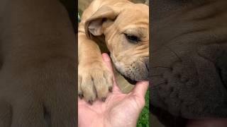 Meeting Boerboel Puppies #puppy #boerboel #trending