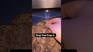 Gray tree frog eating slowed #nature #frog #wildlife #animal #wildanimals #petlover #toad #new