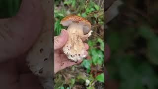 Под ёлкой стоит ждёт! Шикарный белый! #trending #лес #грибы #природа #forest #mushroom #nature