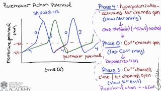 Cardiac Action Potential