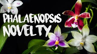 Phalaenopsis Novelty | Finca Dracula