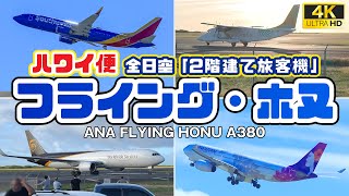 【航空ファン必見！】✈️ハワイでフライングホヌ激写❗️ドライブにも最適な「撮影スポットの行き方」JAL最終便など珍しい飛行機着陸 ハワイ撮影 ハワイ最新情報 2024年 ダイヤモンドヘッドバック