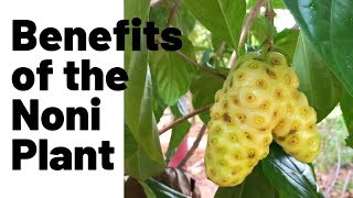 Benefits Of Noni Juice/ Plant | Keisha J Lewis