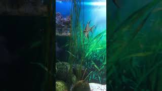 #viral #fypシ #shortvideo #beautiful #nature #foryou #fypシ゚viral #water #fy #funnyfish #fish #watch