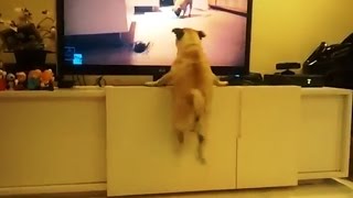 Excited Dogs Watching TV