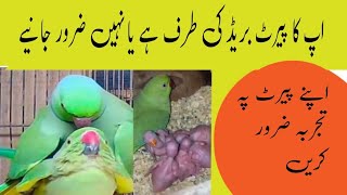 Kaise Pata Chale ringneck ka pair breed ki taraf a raha hai / Urdu Hindi