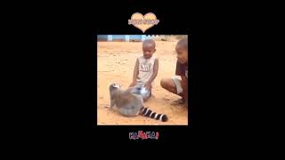 FUNNY ANİMALS VİDEOS #shorts #animals