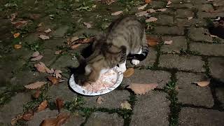 Little, young, hungry cat showed up at my house crying the other night.