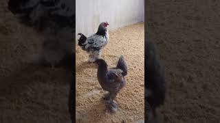 Corral para los Brahama #gallinablanca #chicken #animal #shorts #youtube #reels #tiktok #facebook