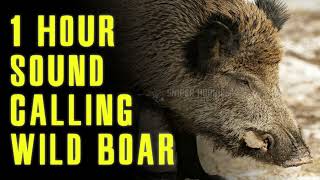 1 hour best voice to call a wild boar...!!! 100% guaranteed to come