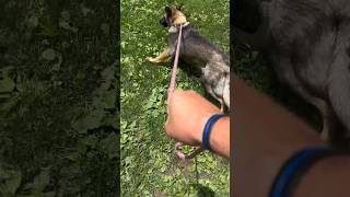 From Pulling To Loose Leash Walking  #dog #puppy #dogtraining #shorts