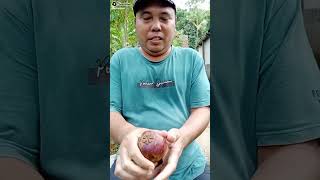 BUAH AJAIB #viral #kerajinan #shortsvideo #news