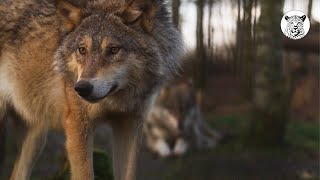 Wildlife of North America | HD footage with music