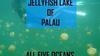 Jellyfish Lake Palau