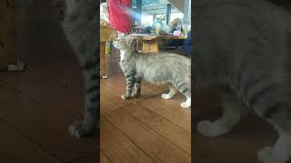 Kencing Lapar #anakkucing #shorts #videoshort #vídeoviral