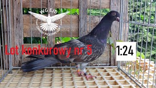 Lot konkuroswy nr 5 na WG EJB Zamoy Pigeons Loft 2022