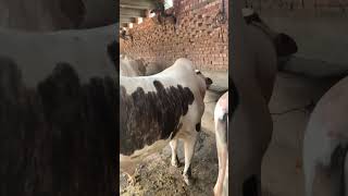 2024 beauty cattle 🦬 #youtubeshorts #bull #shortsviral #viral #shorts