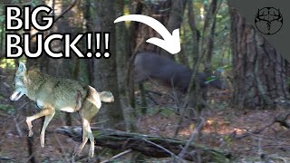 MISSISSIPPI Public Land BIG BUCK!!! First BLOOD of the SEASON!!