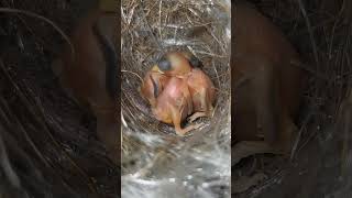 3 Baby Tailor Birds