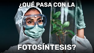 LO QUE NO SABIAS SOBRE LA FOTOSINTESIS | TOP 7 de preguntas a la teoria