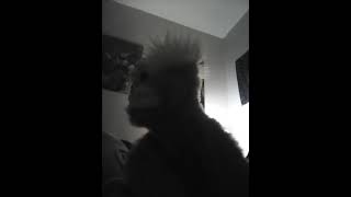 new monkey man puppet I got