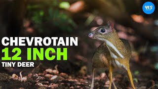 Chevrotain: A Tiny 12 Inch Deer| 2022