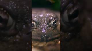 The African Bullfrog's Survival Strategy: Sleep and Wait 🐸 #shorts #ribbit  #animalbehavior