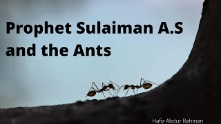 Sulaiman A.S and the Ants || Hafiz Abdur Rahman @ BIC MASJID