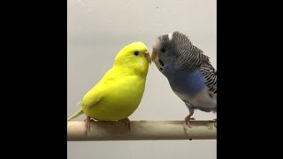 Highlight 50:28 - 55:28 from Live budgies breeding