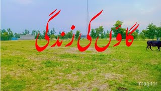 مُنگی کی فصل پر سپرے اور روٹر کا استعمال | Tractors in Action | Mung Bean Crop Spray & Router.