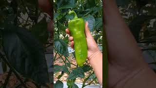 cultivo de chile dulce variedad Nathaly #plantas #huerta #agricultura #huerto #plantaciones