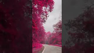 Dark pink trees made our trip..#shortsvideo #shorts #travel #trendingsong