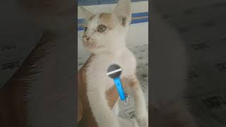 maaf kalo nggak jelas #kucing