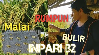 INPARI 32 JUMLAH BULIRNYA SEGINI