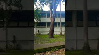 Molave UP Diliman 💚 #travel #viralvideos #subscribe #nature #philippines #shortvideos #simple